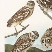 Affiche sur les chouettes, d’après une gravure ancienne de 1827.