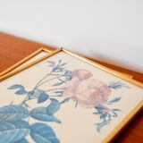Lithograph pj redouté hundred-leaf rose bush 20th century
