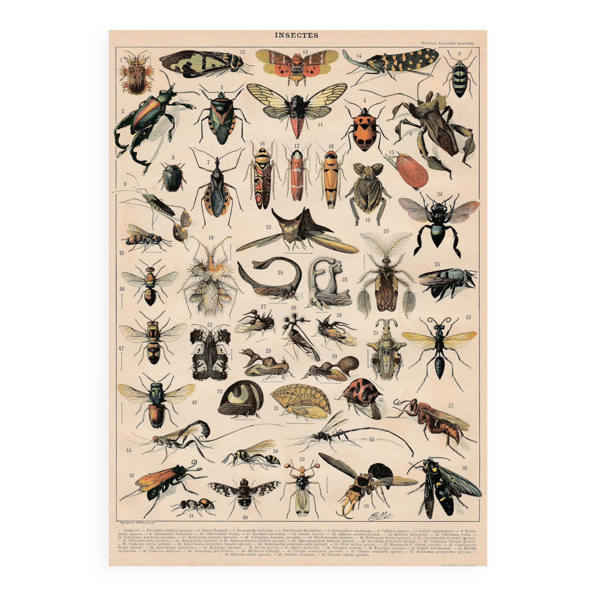 Old plate on insects 1897