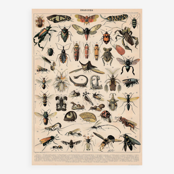 Old board on insects 1897