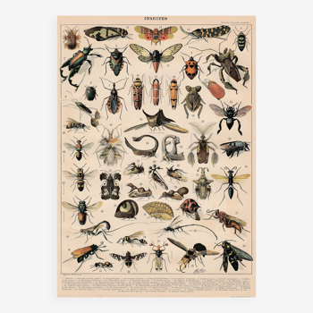 Planche ancienne sur les insectes 1897