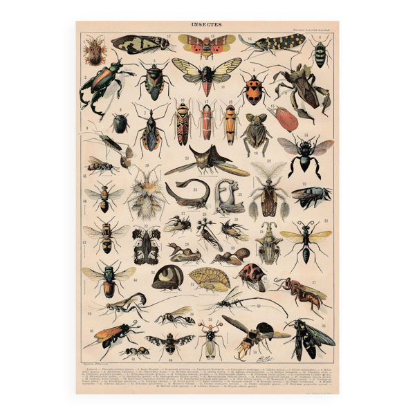 Planche ancienne sur les insectes 1897