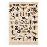Old plate on insects 1897