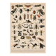 Old plate on insects 1897