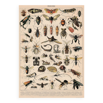 Planche ancienne sur les insectes 1897