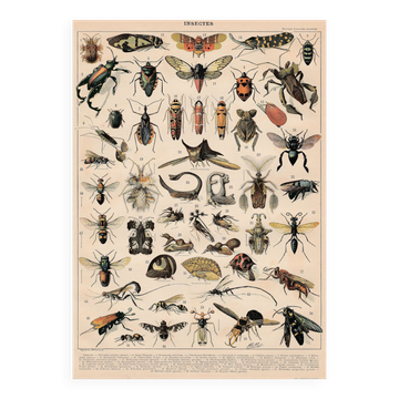 Planche ancienne sur les insectes 1897