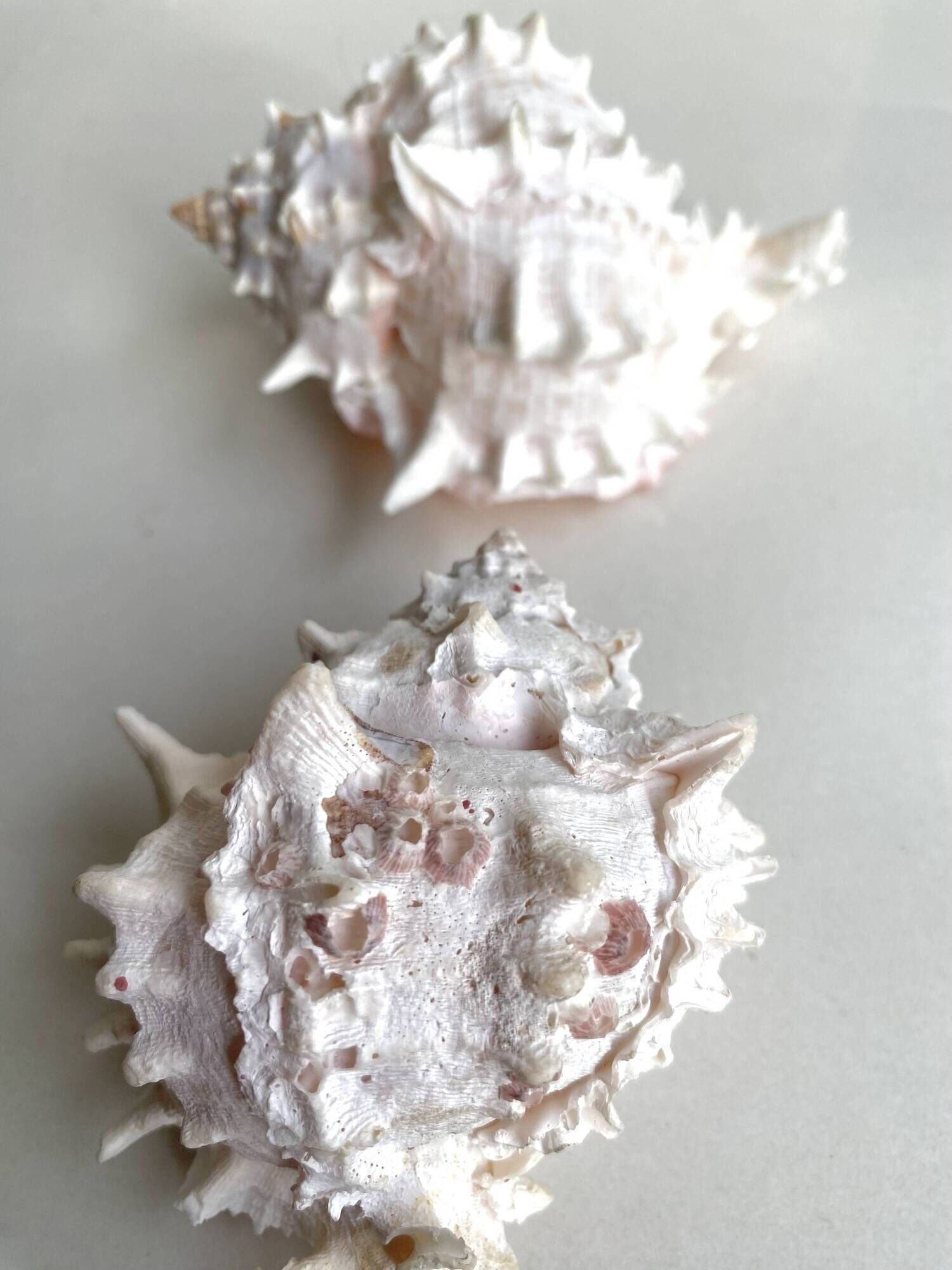 Set Murex Rameux shells