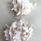 Set Murex Rameux shells
