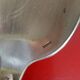 22 seats in silver metal Appolo, model Rocaille