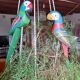 Hand-painted wooden sculpture parrot Vintage exotic macaw