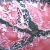 Dish terracotta Vallauris