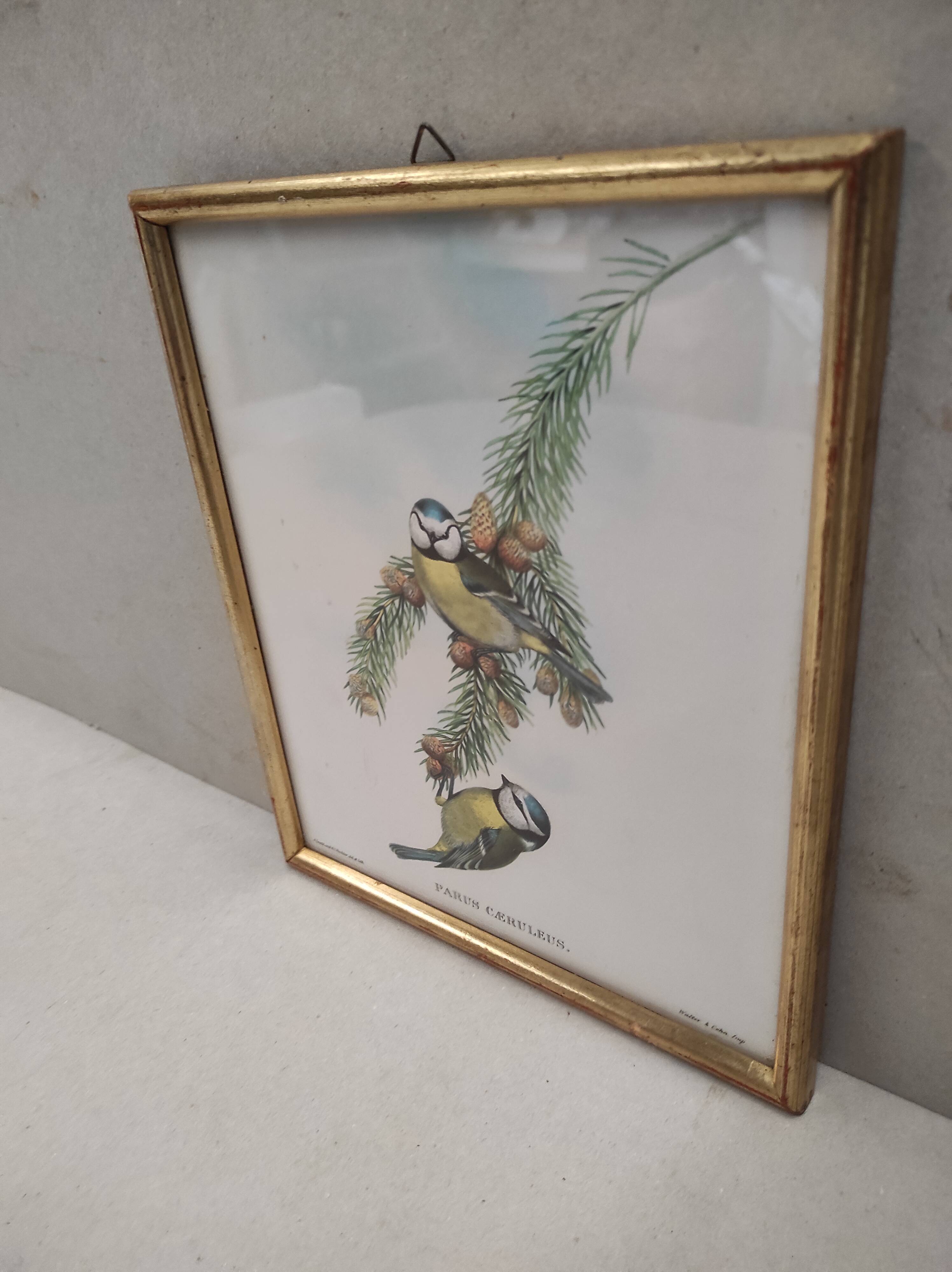 Lithography illustration bird Parus C-ruleus vintage engraving gilded frame