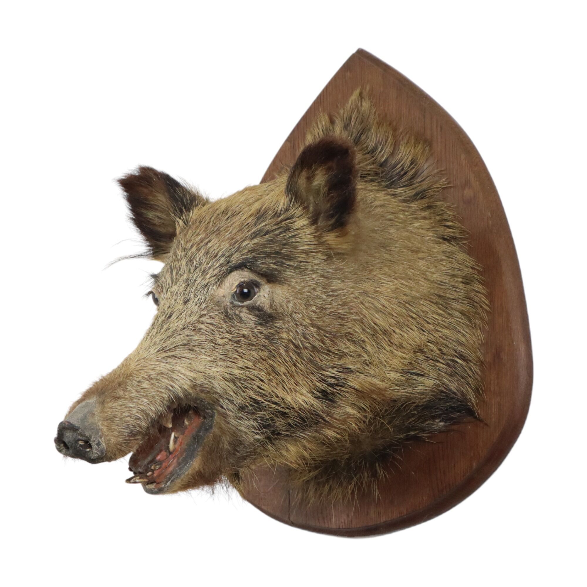 Wild boar head taxidermy wild boar bust stuffed animal 55cm