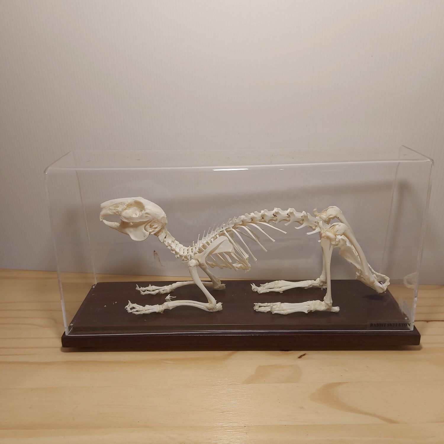 Rabbit skeleton under bell