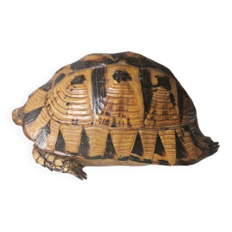 Naturalized turtle
