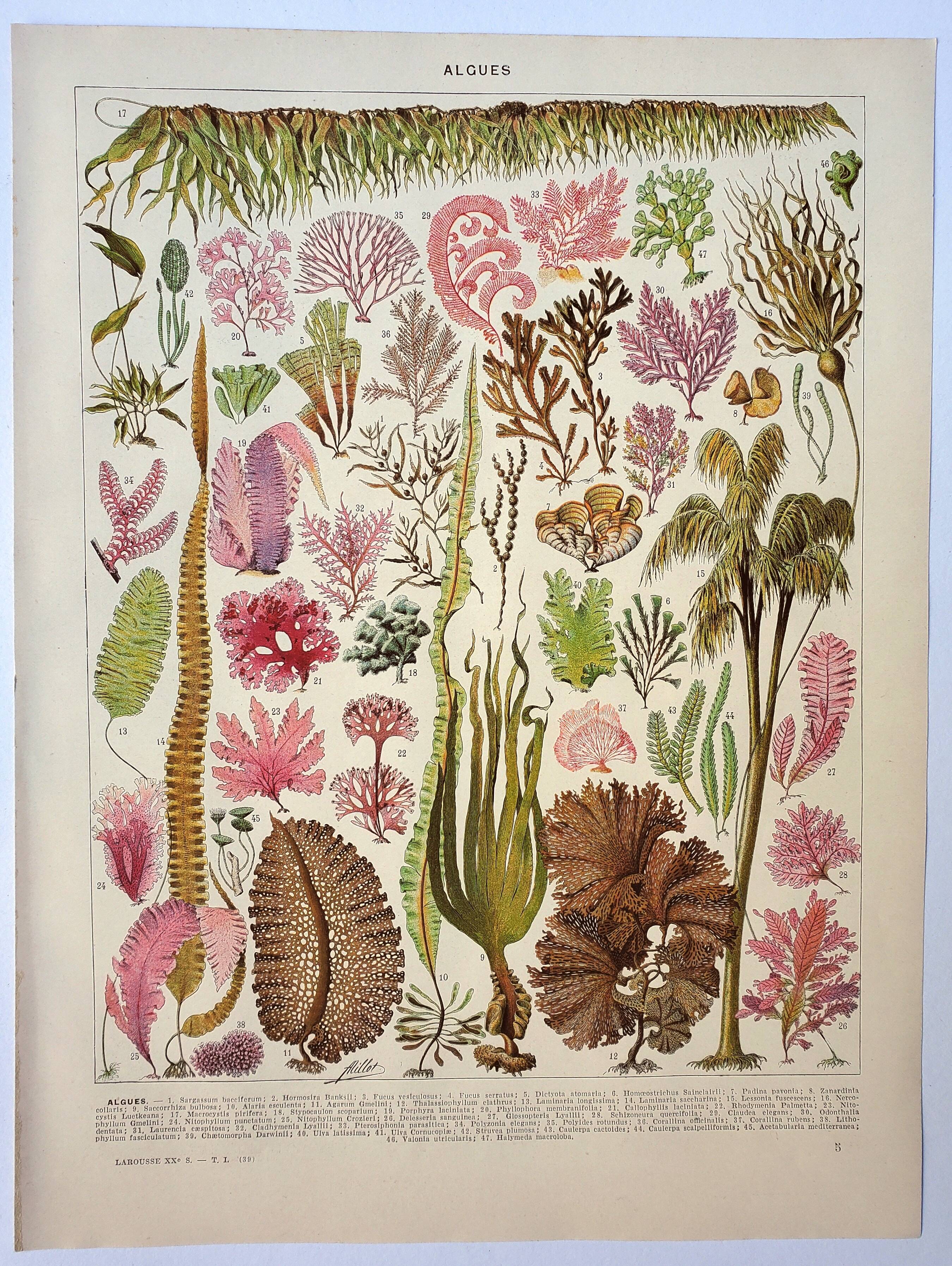 Antique engraving 1928, Algae, marine plant, flora • Lithograph, original illustration