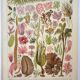 Antique engraving 1928, Algae, marine plant, flora • Lithograph, original illustration