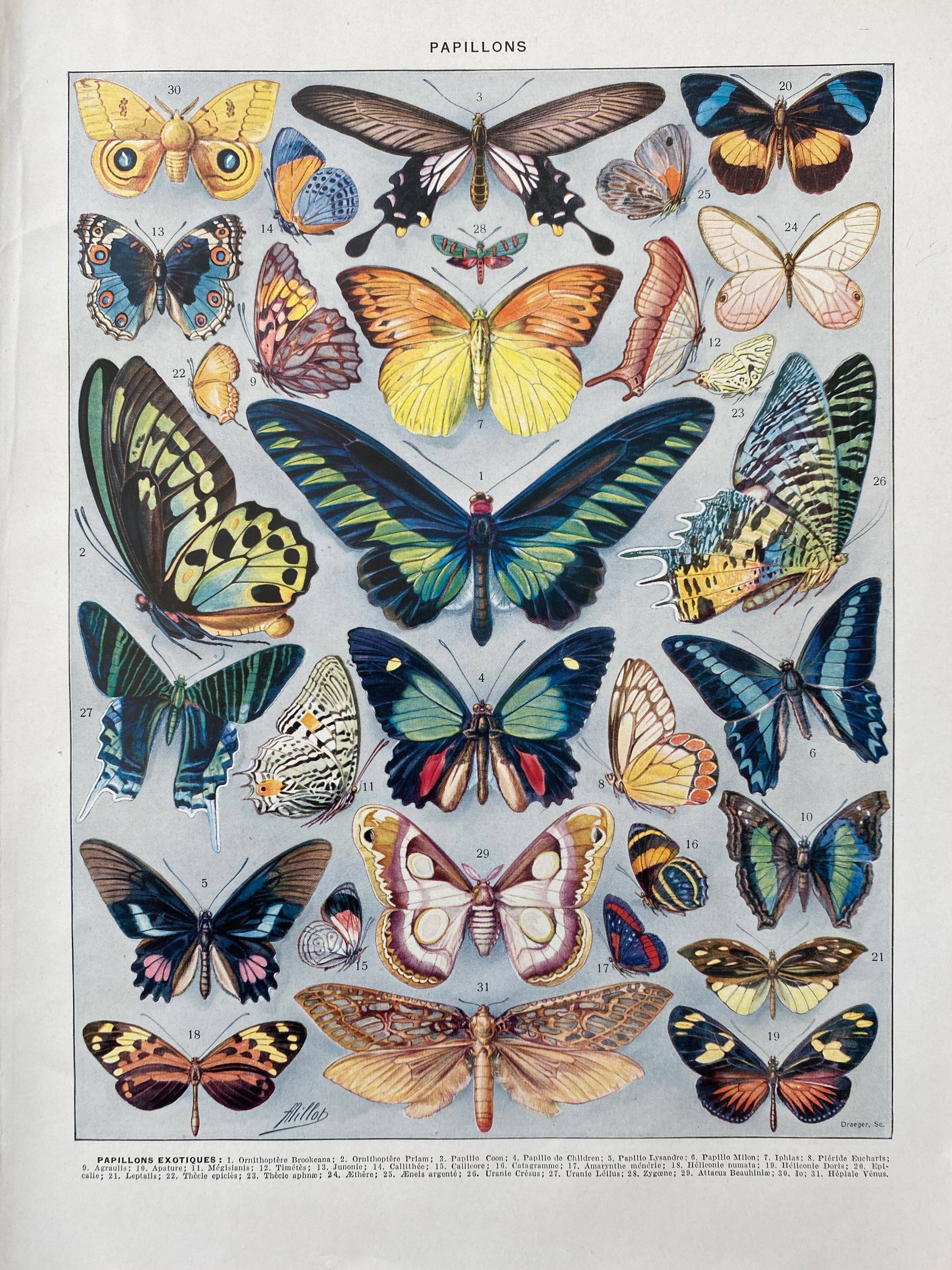 Illustration millot "papillons"