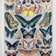 Illustration millot "papillons"
