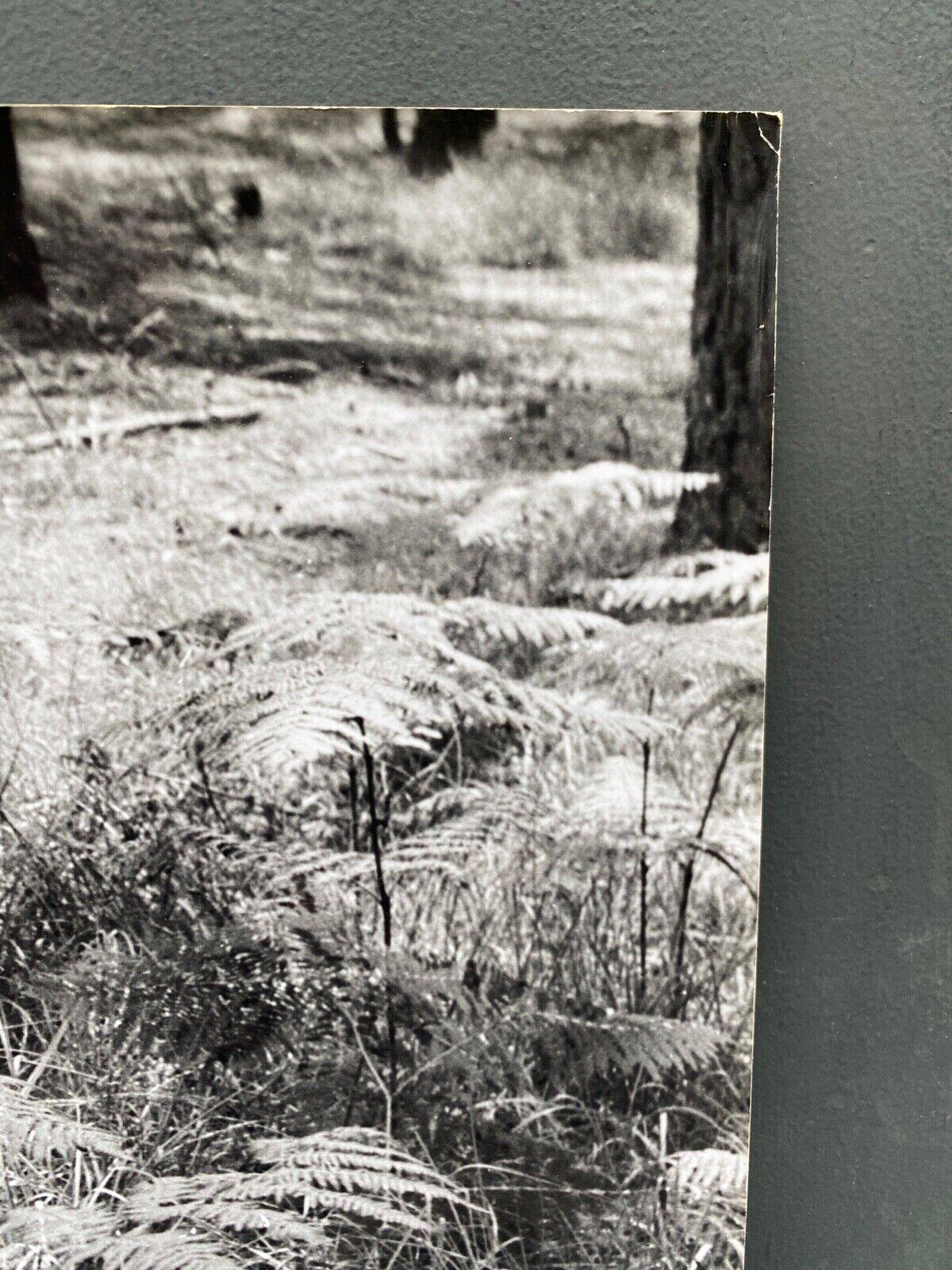 Film photography Bernard Darot Parterre of ferns 20th century