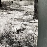 Film photography Bernard Darot Parterre of ferns 20th century