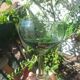 8 glasses in blown glass from Biot (cocktail, fruit cup)