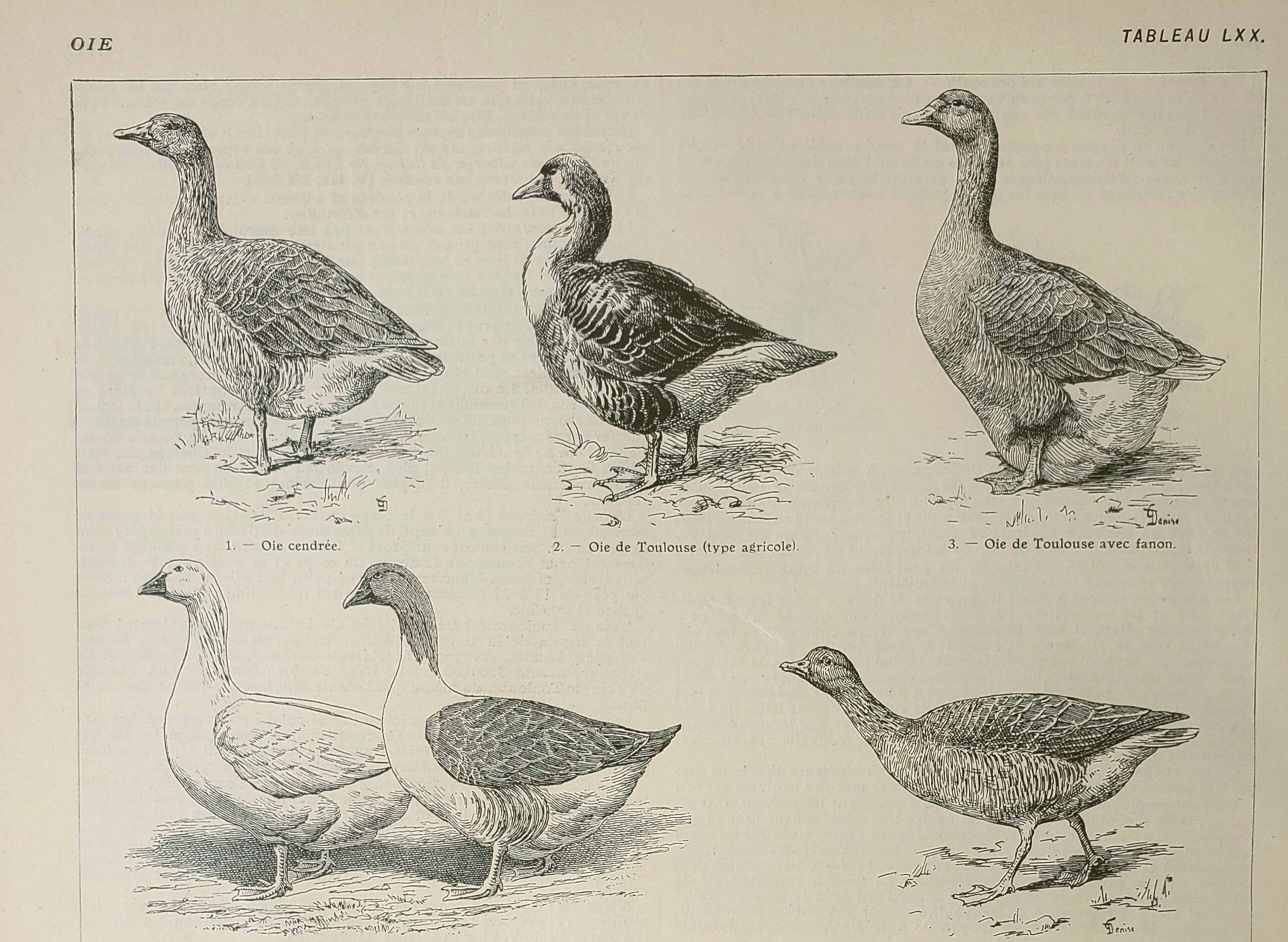 Antique engraving 1922, Goose, Gander, breeds, pasture, farm • Lithograph, original illustration