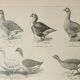Antique engraving 1922, Goose, Gander, breeds, pasture, farm • Lithograph, original illustration