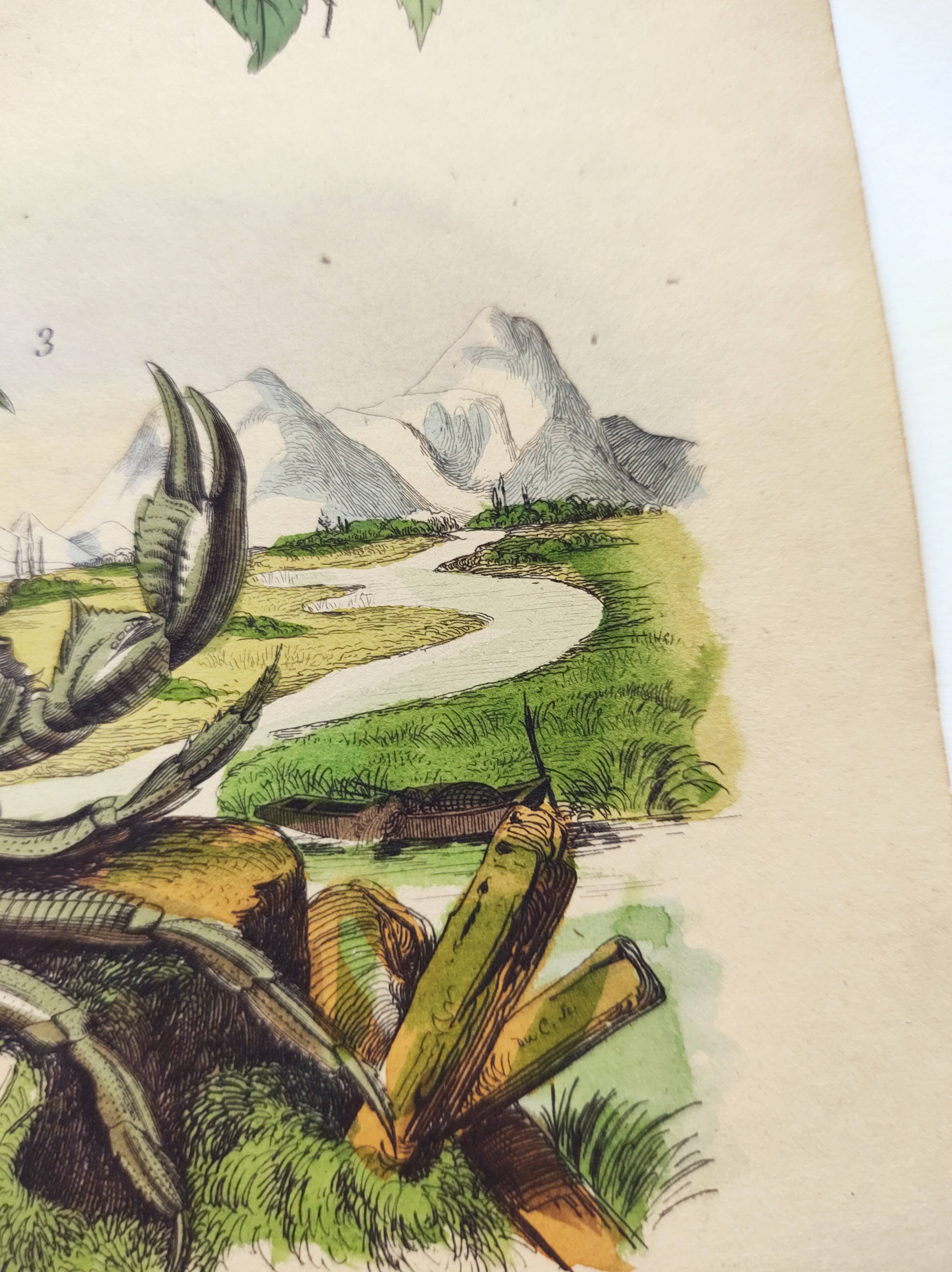 Gravure ancienne de 1838 -Crabe et thé- Planche coloriée à la main zoologique et botanique. Original