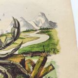Gravure ancienne de 1838 -Crabe et thé- Planche coloriée à la main zoologique et botanique. Original