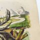 Old engraving from 1838 -Crab and tea- Zoological and botanical hand-colored plate. Original