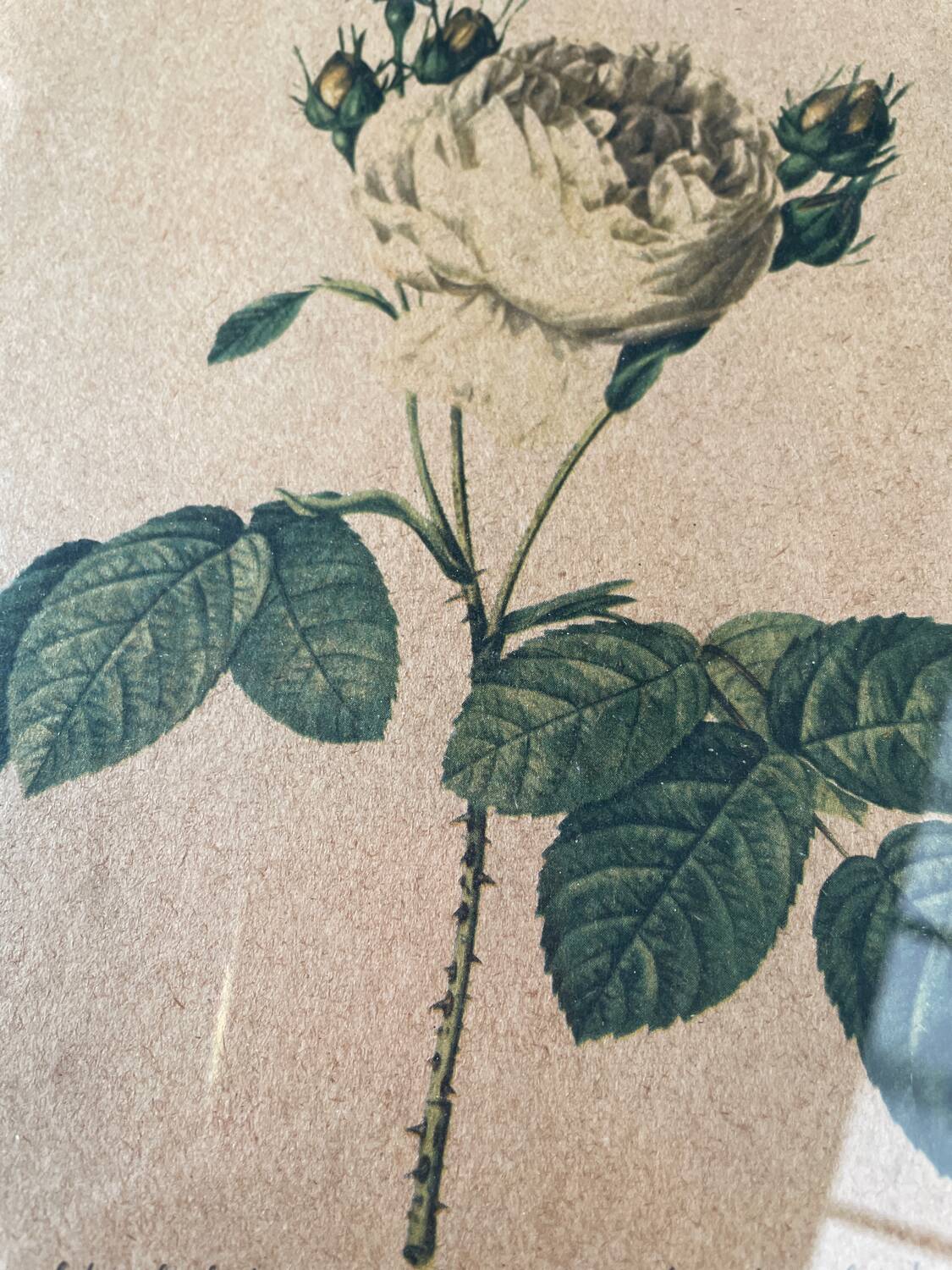 Botanical poster PJ Redoute