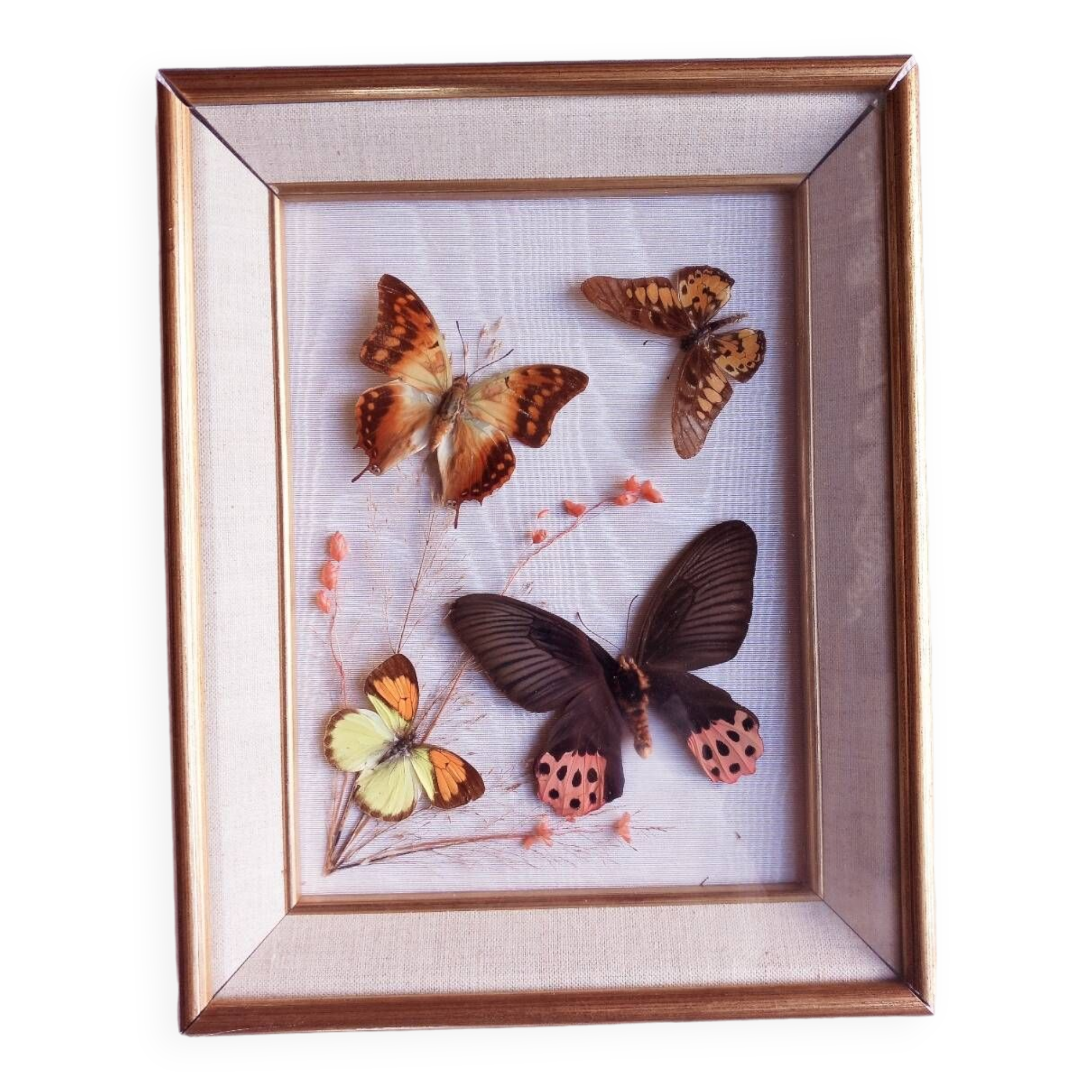 Gilded wooden frame with naturalized butterflies