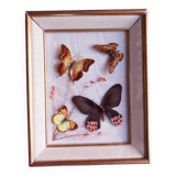 Gilded wooden frame with naturalized butterflies
