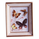 Cadre en bois doré avec papillons naturalisés