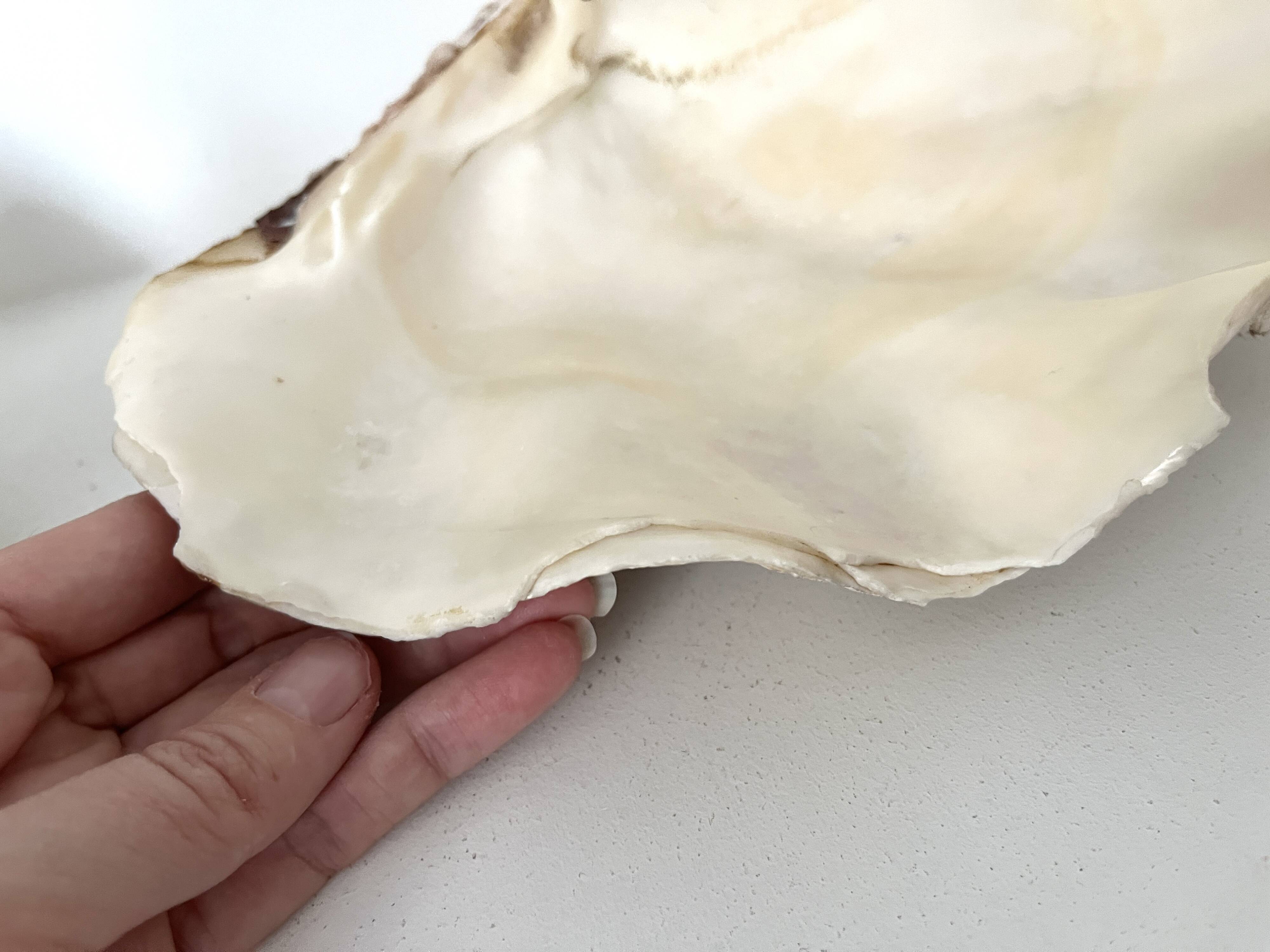 Authentic vintage giant bivalve shell, tridacna gigas shell.