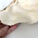 Authentic vintage giant bivalve shell, tridacna gigas shell.