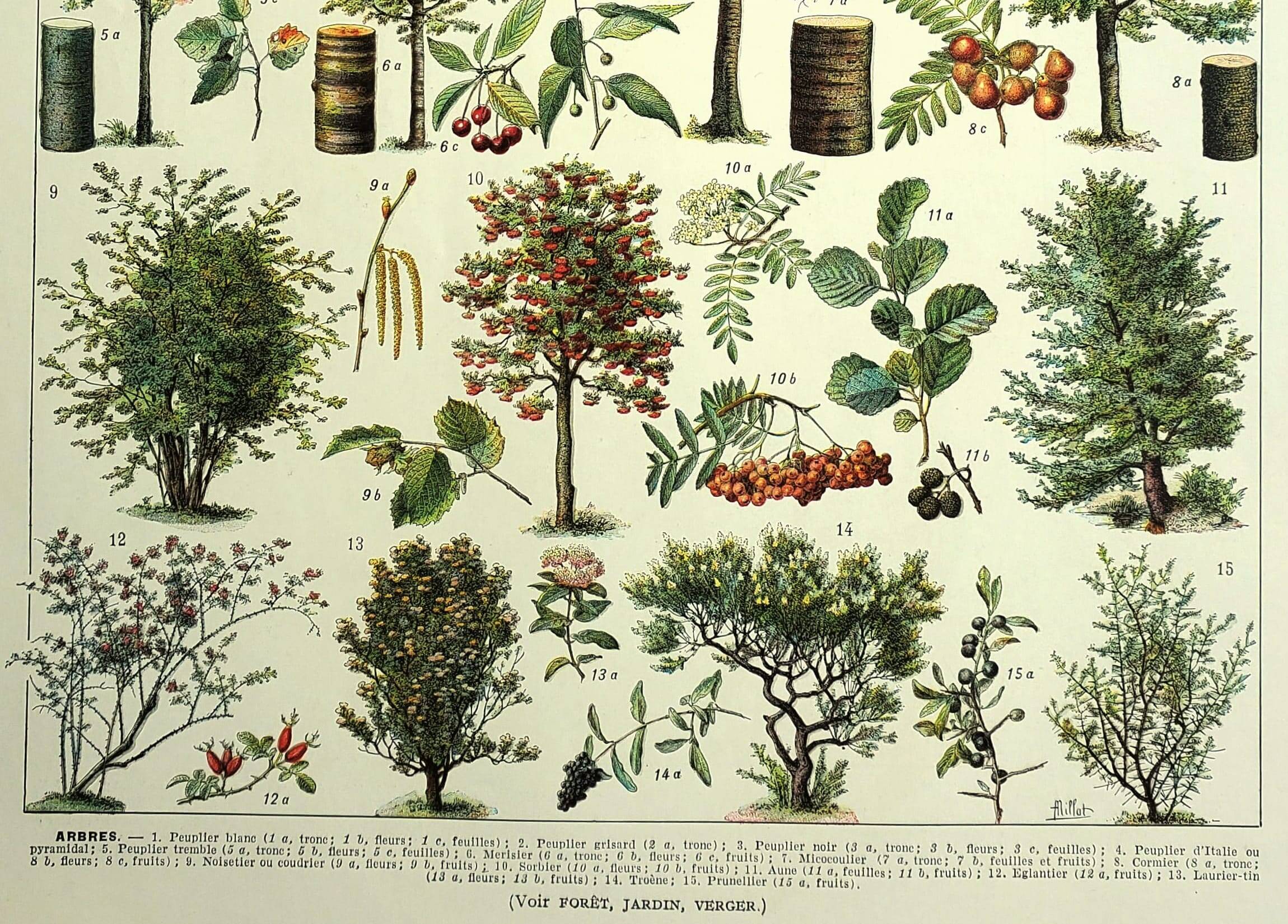 Botanical engraving 1928 A. Millot - Trees 1, bark, trunk, leaves