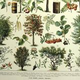 Botanical engraving 1928 A. Millot - Trees 1, bark, trunk, leaves
