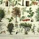 Botanical engraving 1928 A. Millot - Trees 1, bark, trunk, leaves