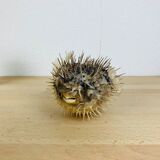 Naturalized diodon puffer fish object of curiosity