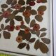 Large tray with inclusion of wild roses 50 cm
