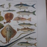 Fish lithograph from 1948