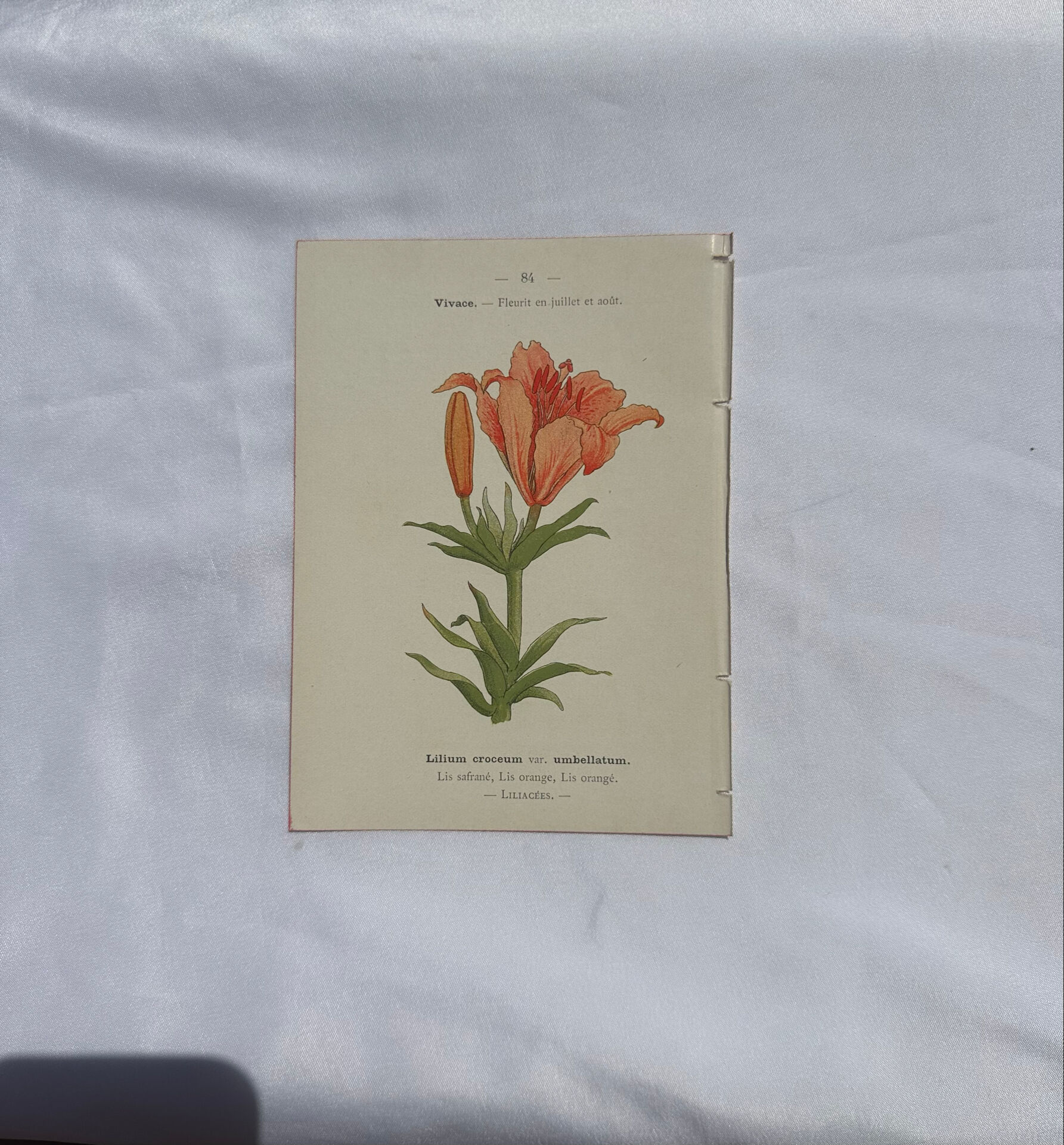Botanical plate engraving flower 1800 double-sided coloured