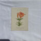 Botanical plate engraving flower 1800 double-sided coloured