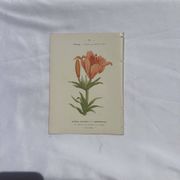 Planche botanique, gravure fleur double face, 1800