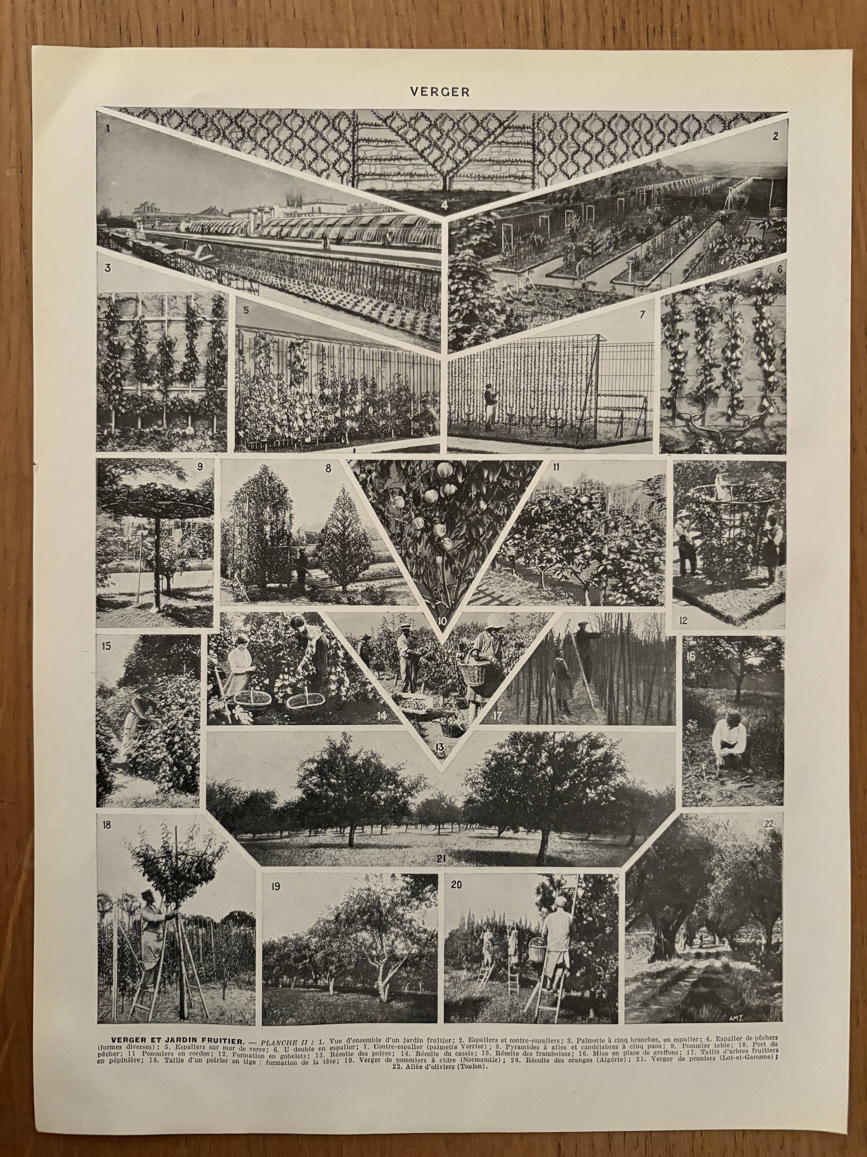 Vintage illustrated orchard print - 1930