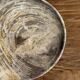 Petrified wood catchall or dish, grey with black rim, D29.5x25.5 -3321