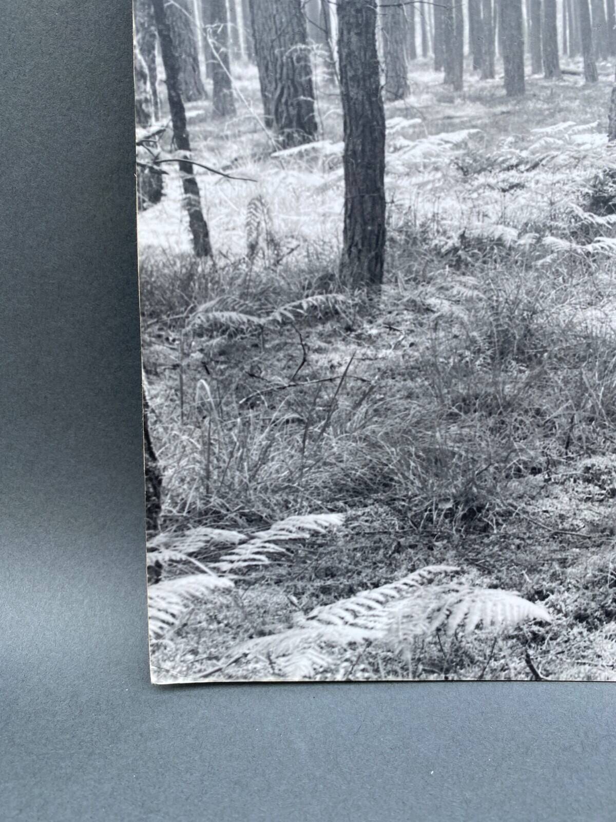 Film photography by Bernard Darot, Fougères II Club Nantais AFIAP