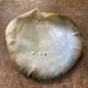 Tahitian pearl oyster shell emptier